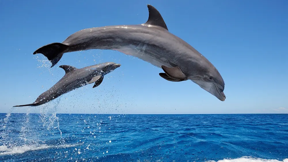 Dolphins, jumping. Downloaded from Wallhaven. Author and rights unknown - please get in touch for crediting, or if there's any issue.