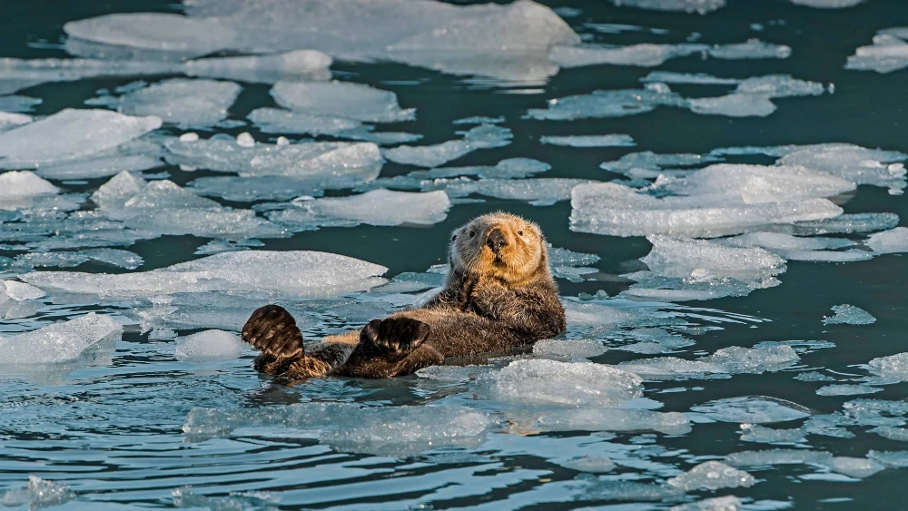 An otter on an iceberg. Downloaded from Bing (I think). Author and rights unknown - please get in touch for crediting, or if there's any issue.