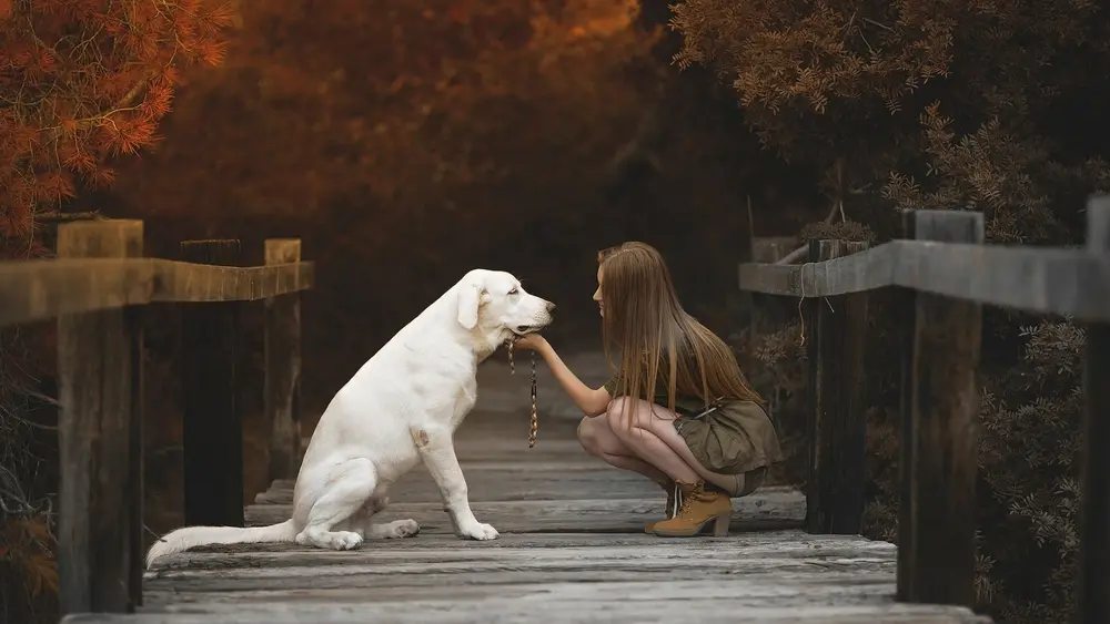 Man's (in this case - Woman's) best friend. Downloaded from Wallhaven. Author and rights unknown - please get in touch for crediting, or if there's any issue.