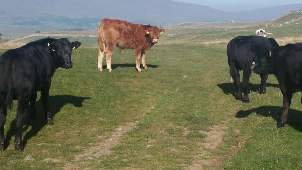 Yorkshire: The Bovine Menace - Courtesy of Myself